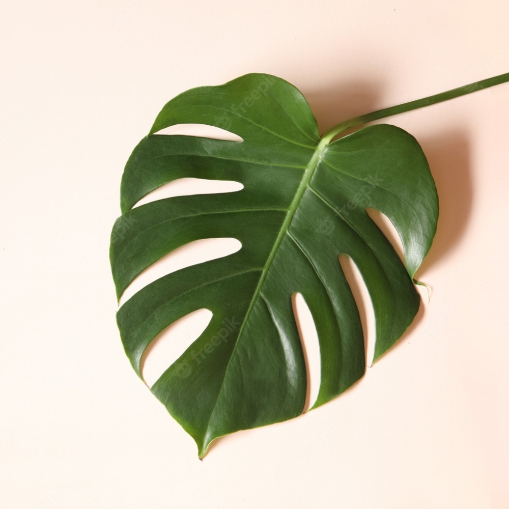 Meet your Posher, Elyse